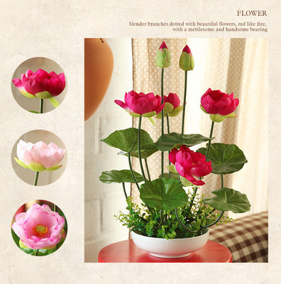 室内四季水培植物碗莲套水养小睡莲盆栽迷你小荷花水生观花花卉
