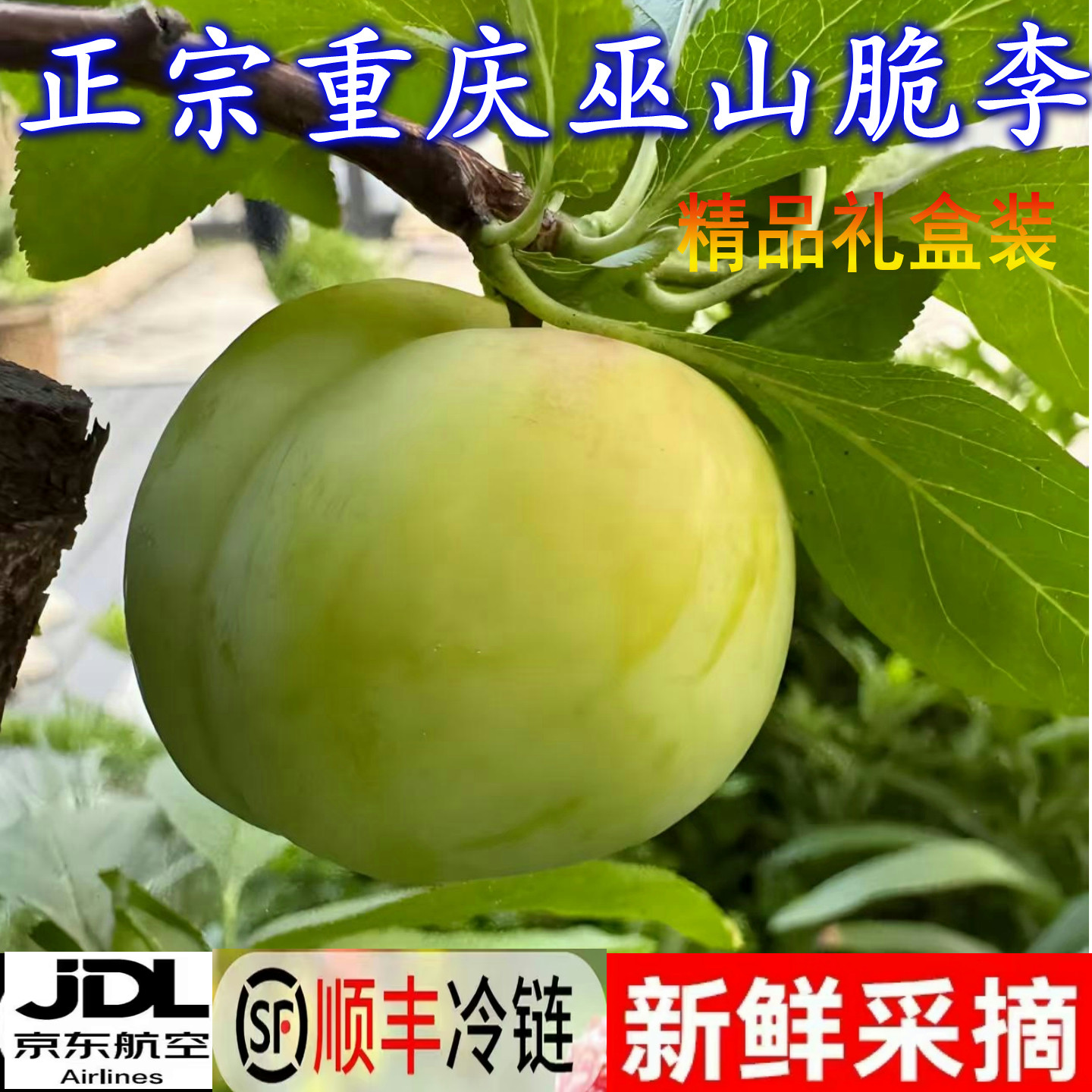 精品礼盒正宗重庆巫山脆李脱骨青脆李子脆嫩新鲜孕妇水果顺丰包邮