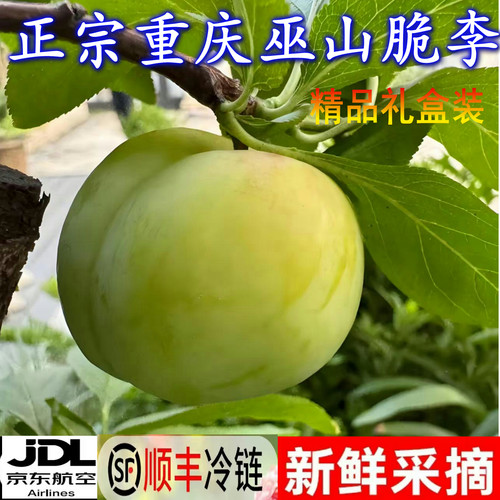 精品礼盒正宗重庆巫山脆李脱骨青脆李子脆嫩新鲜孕妇水果顺丰包邮