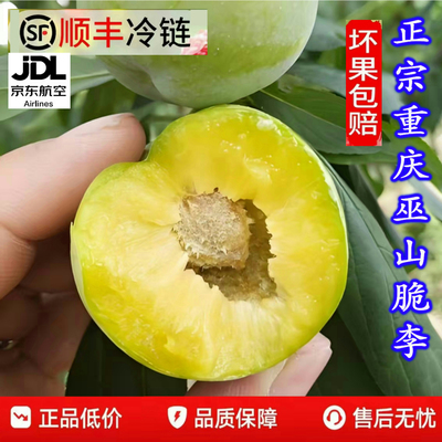 重庆巫山脆李礼盒装新鲜脱骨李子蜂糖李高端送礼水果顺丰空运包邮