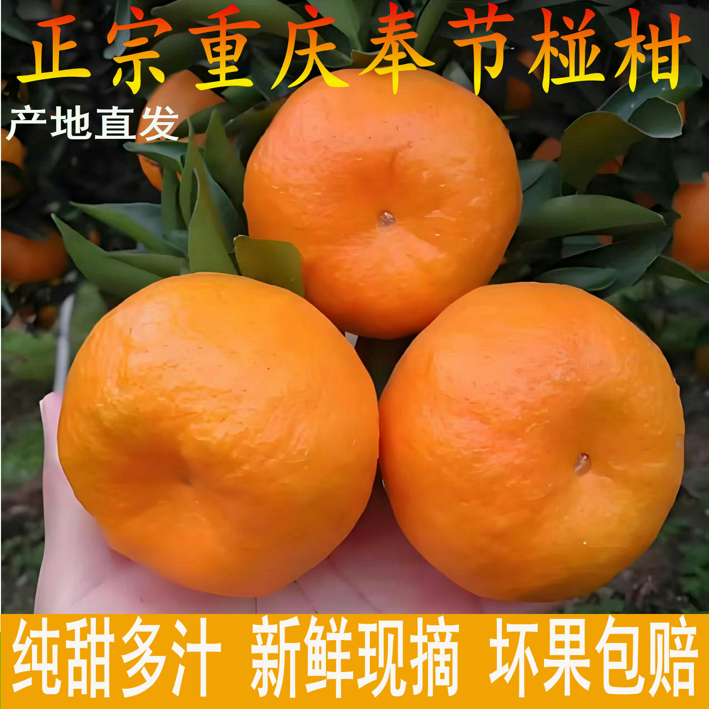碰柑正宗重庆奉节椪柑新鲜水果丑桔超甜薄皮肉厚当季现摘产地直发,水产肉类/新鲜蔬果/熟食,桔子,淘宝优惠券,粉丝福利购,淘宝优惠卷