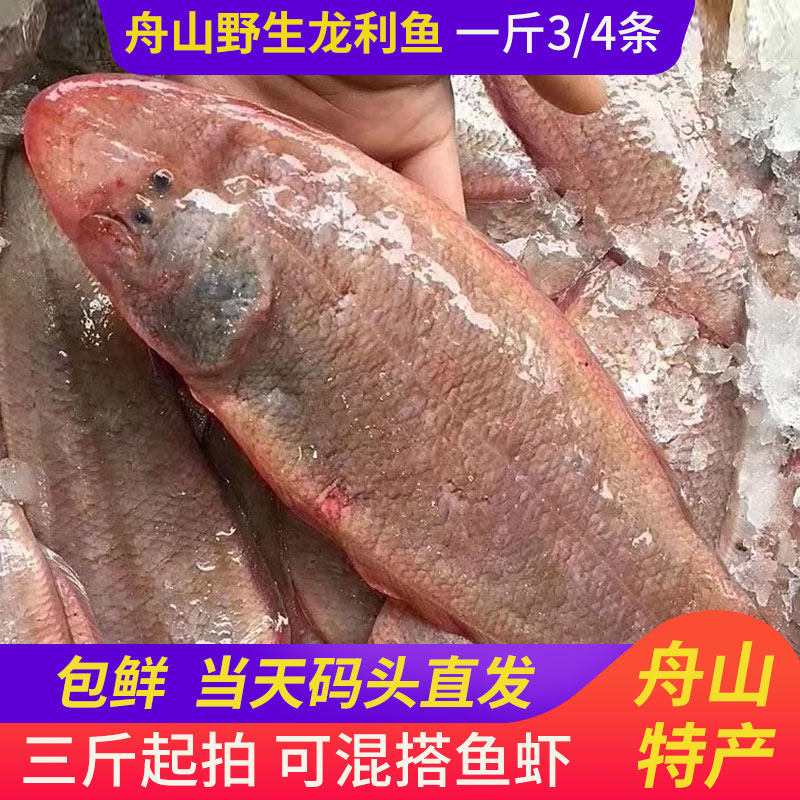 舟山特产野生龙利鱼玉秃肉塌鱼鲜活新鲜海鲜码头直发