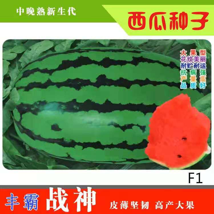 丰霸【战神】大果型西瓜种子【强势】高糖甜皮薄籽少中晚熟耐重茬