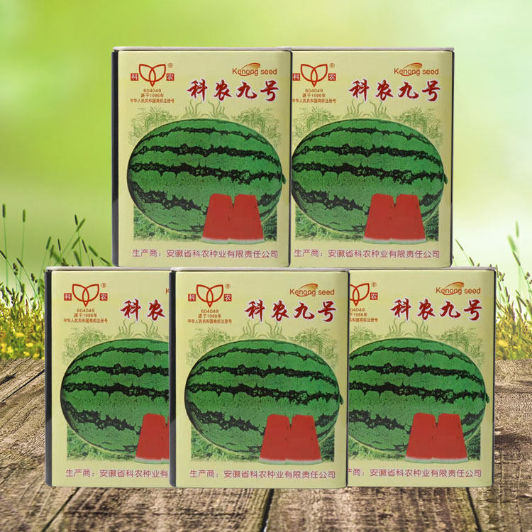 科农九号西瓜种子中晚熟大果红瓤高糖椭圆形皮韧抗重茬春季产量高