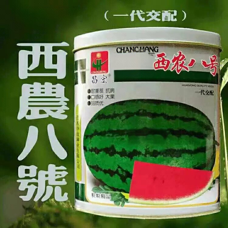 大果西农八号西瓜种子花皮红瓤甜抗重茬懒汉王单瓜约7—12公斤
