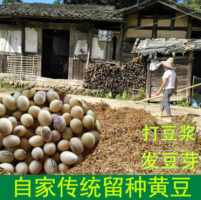 农家自种椭圆 笨黄豆 土黄豆 新货打豆浆发芽 自家留种 黄豆800g