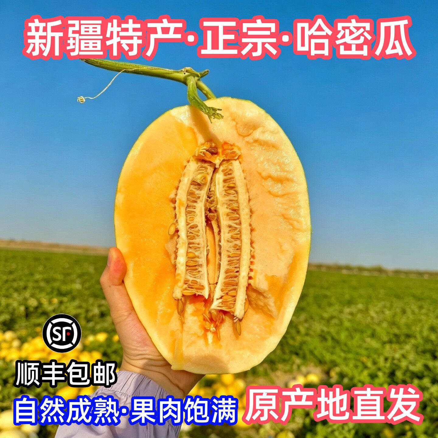 正宗新疆吐鲁番火焰山蜜瓜黄皮哈密瓜应季新鲜水果脆甜多汁包邮
