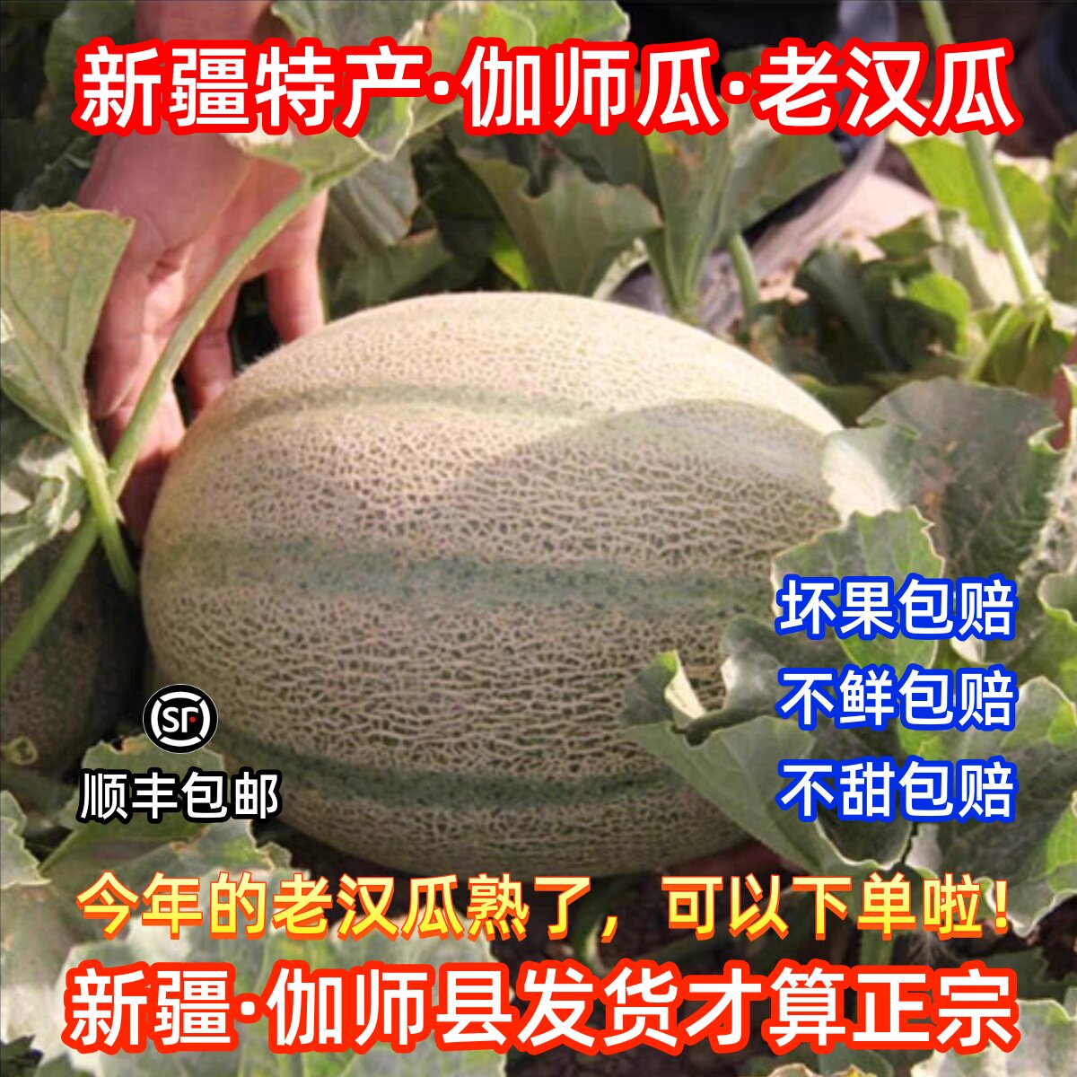 正宗新疆伽师老汉瓜柏谢克辛4-12斤香甜瓜应季新鲜水果哈密瓜包邮