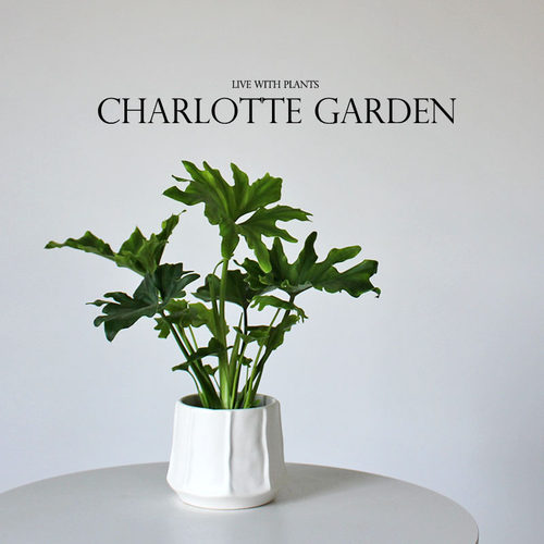 象征友谊长存希望蔓绿绒