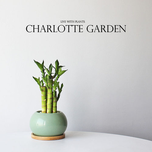 夏洛特花园富贵竹办公室盆栽