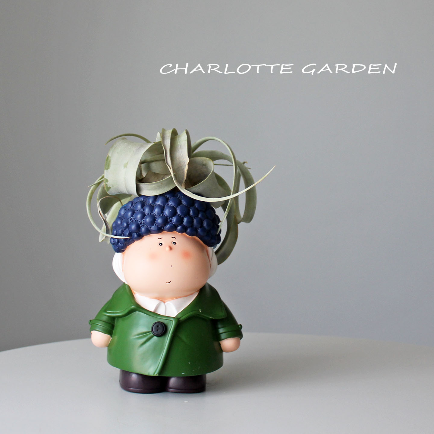 卷叶霸王空气凤梨无土绿植