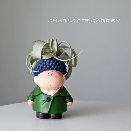 卷叶霸王空气凤梨无土绿植