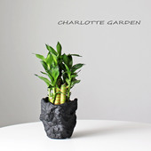 花卉绿植 四季 室内盆栽 富贵竹 办公室绿植 桌面绿植 好养 小盆栽