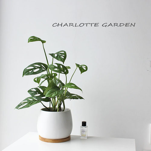 夏洛特花园仙洞龟背竹