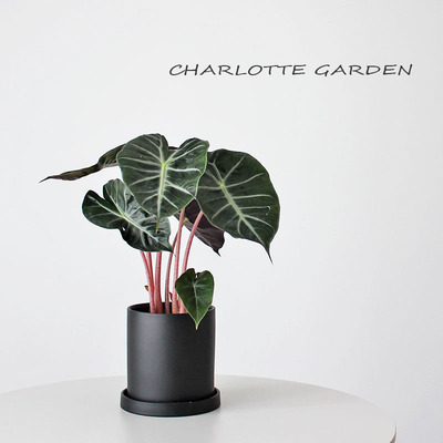 北欧ins风绿植盆栽内罗毕海芋