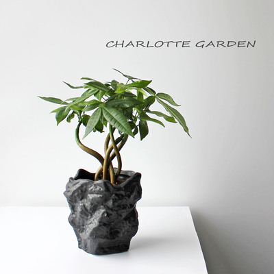 发财树绿植好养耐旱植物