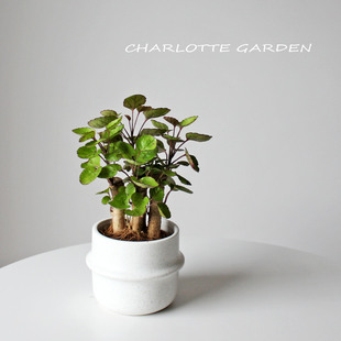 开业盆栽金钱兜钱多多福禄桐喜阳绿植室内办公室桌面盆栽创意礼物