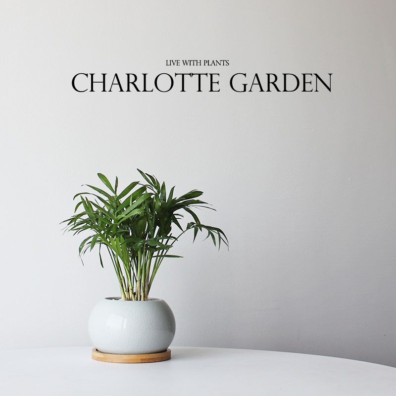 办公室桌面绿植袖珍椰子