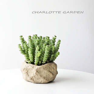 夏洛特花园 钱串多肉植物可爱小盆栽 稀奇古怪喜阳耐旱桌面绿植