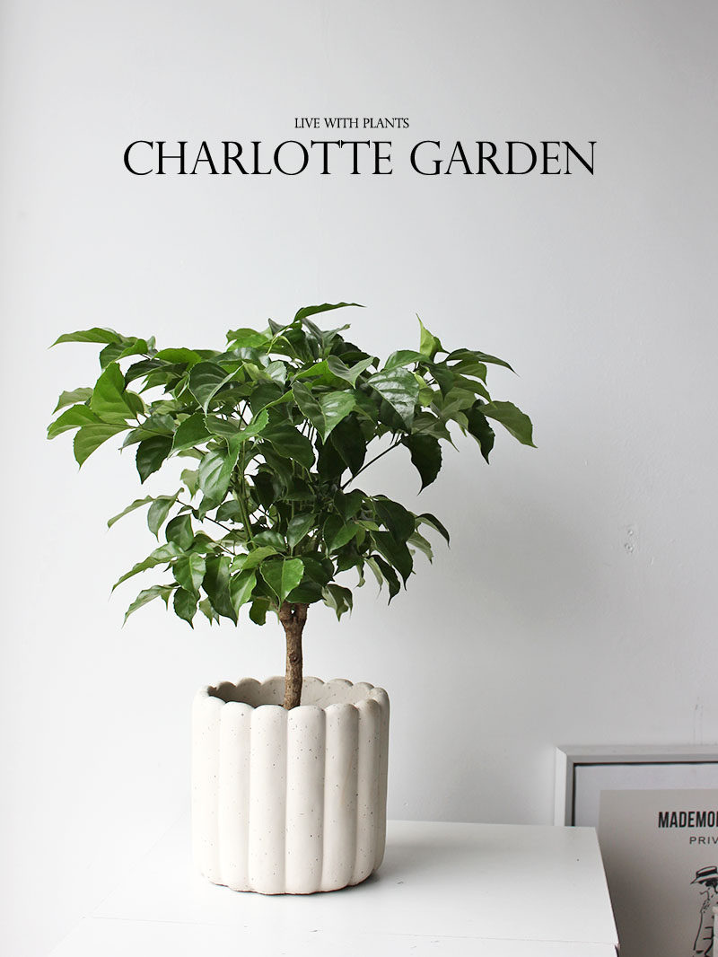 幸福树 室内植物盆栽 寓意平安顺利富贵 开业乔迁礼物 前台盆栽