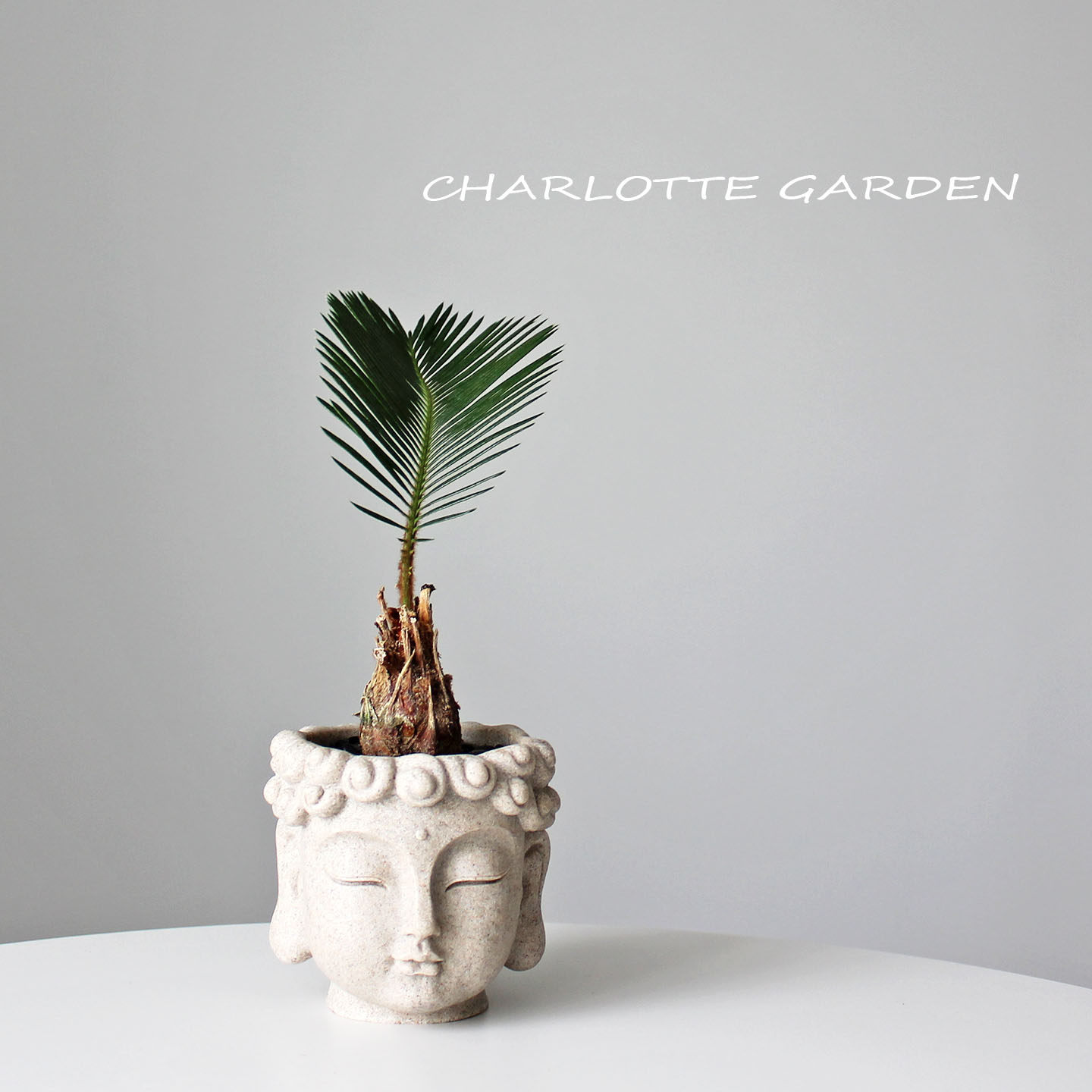 苏铁 四季常青耐旱耐阴新手友好懒人植物 室内绿植办公室桌面盆栽,鲜花速递/花卉仿真/绿植园艺,绿植,淘宝优惠券,粉丝福利购,淘宝优惠卷