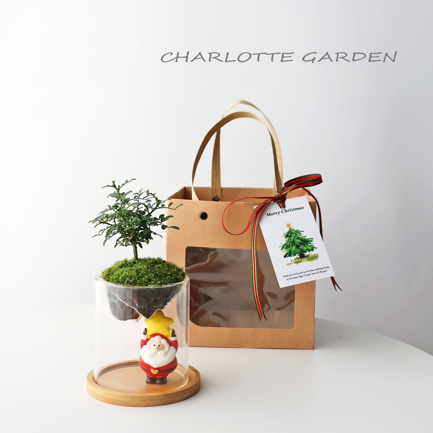 圣诞新年礼物九里香苔藓微景观