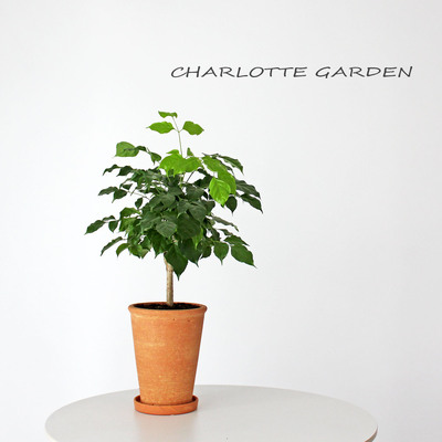 开业乔迁礼物幸福树盆栽