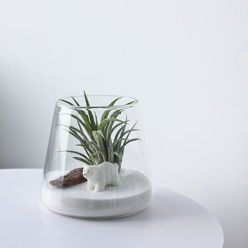 空气凤梨办公桌净化空气无土植物