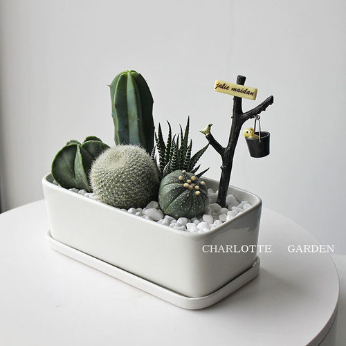 解压绿植仙人掌桌面小盆栽