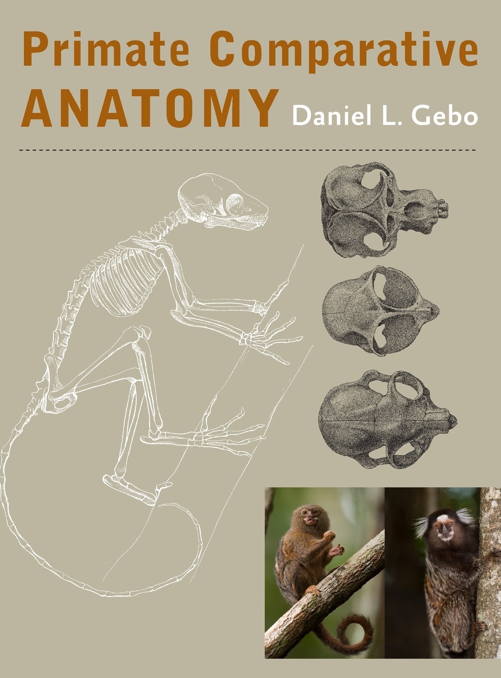预售 按需印刷  primate comparative anatomy
