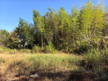 婺源县江湾镇占坑村第四组林权