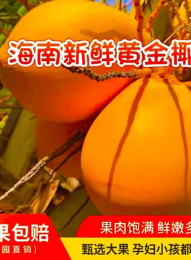海南万宁特产黄金椰青