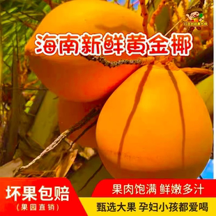 海南万宁特产黄金椰青新鲜现摘现发孕妇补羊水椰子椰汁椰子蛋酸甜
