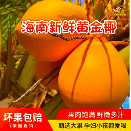 海南万宁特产黄金椰青新鲜现摘现发孕妇补羊水椰子椰汁椰子蛋酸甜