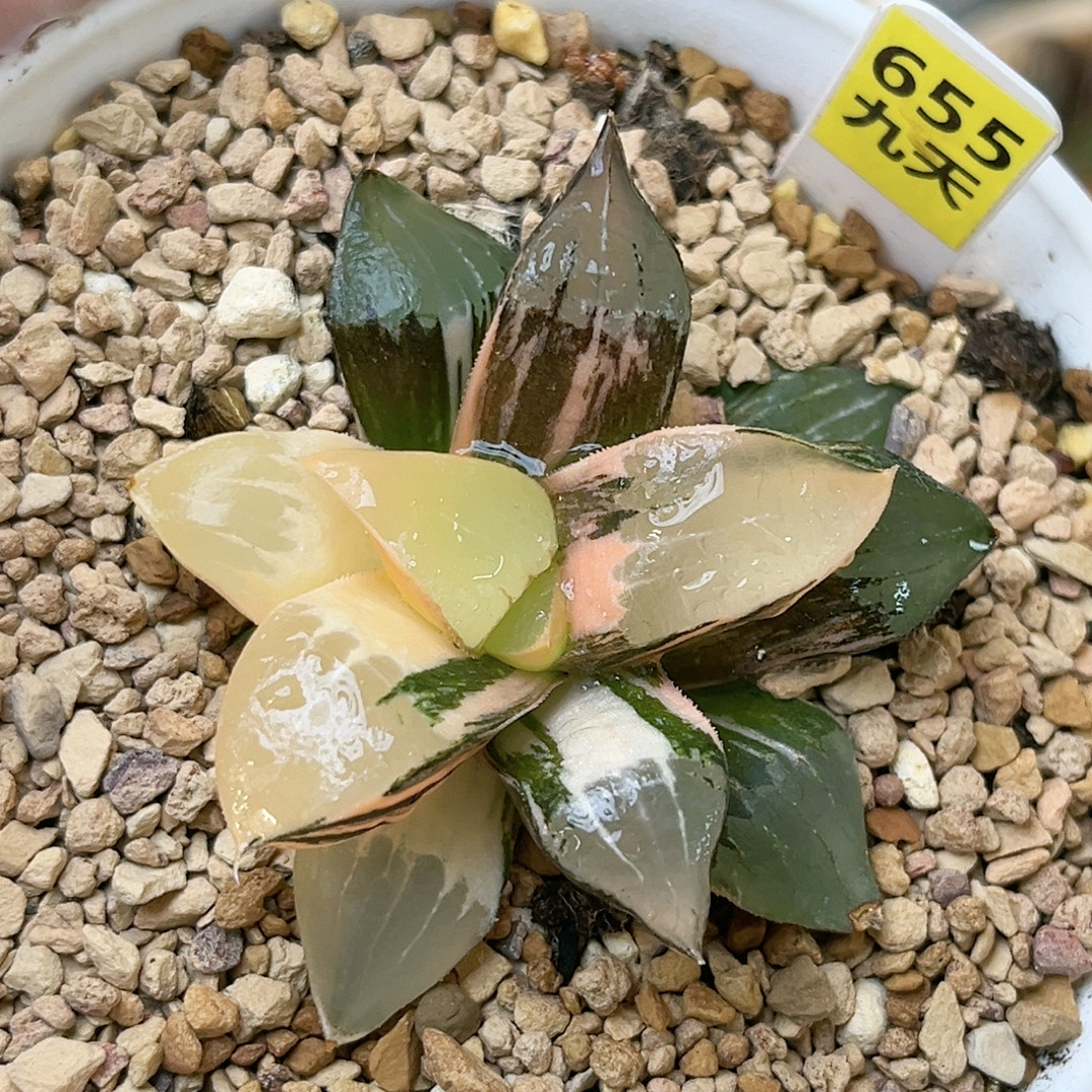 655号龙禧,鲜花速递/花卉仿真/绿植园艺,多肉植物,淘宝优惠券,粉丝福利购,淘宝优惠卷