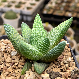 皇帝天使之泪大理石女王锦带桥瓦苇十二卷多肉精品植物盆栽肉肉