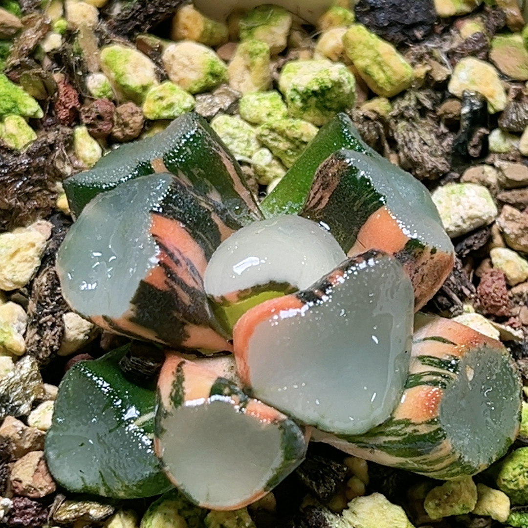 363号空门万象锦,鲜花速递/花卉仿真/绿植园艺,多肉植物,淘宝优惠券,粉丝福利购,淘宝优惠卷