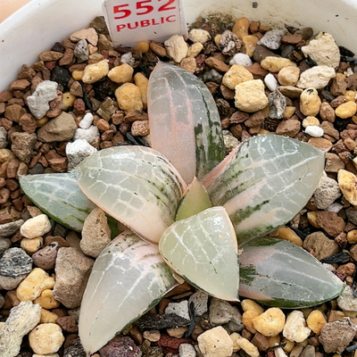 552号玻璃康平锦