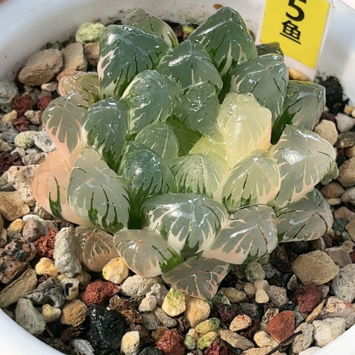 5号广濑玉露锦