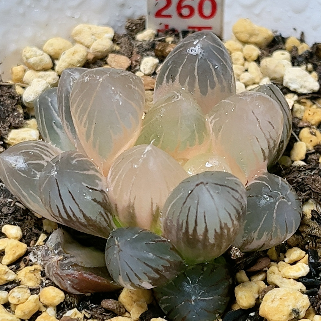 260号糊斑龙爪玉露锦,鲜花速递/花卉仿真/绿植园艺,多肉植物,淘宝优惠券,粉丝福利购,淘宝优惠卷