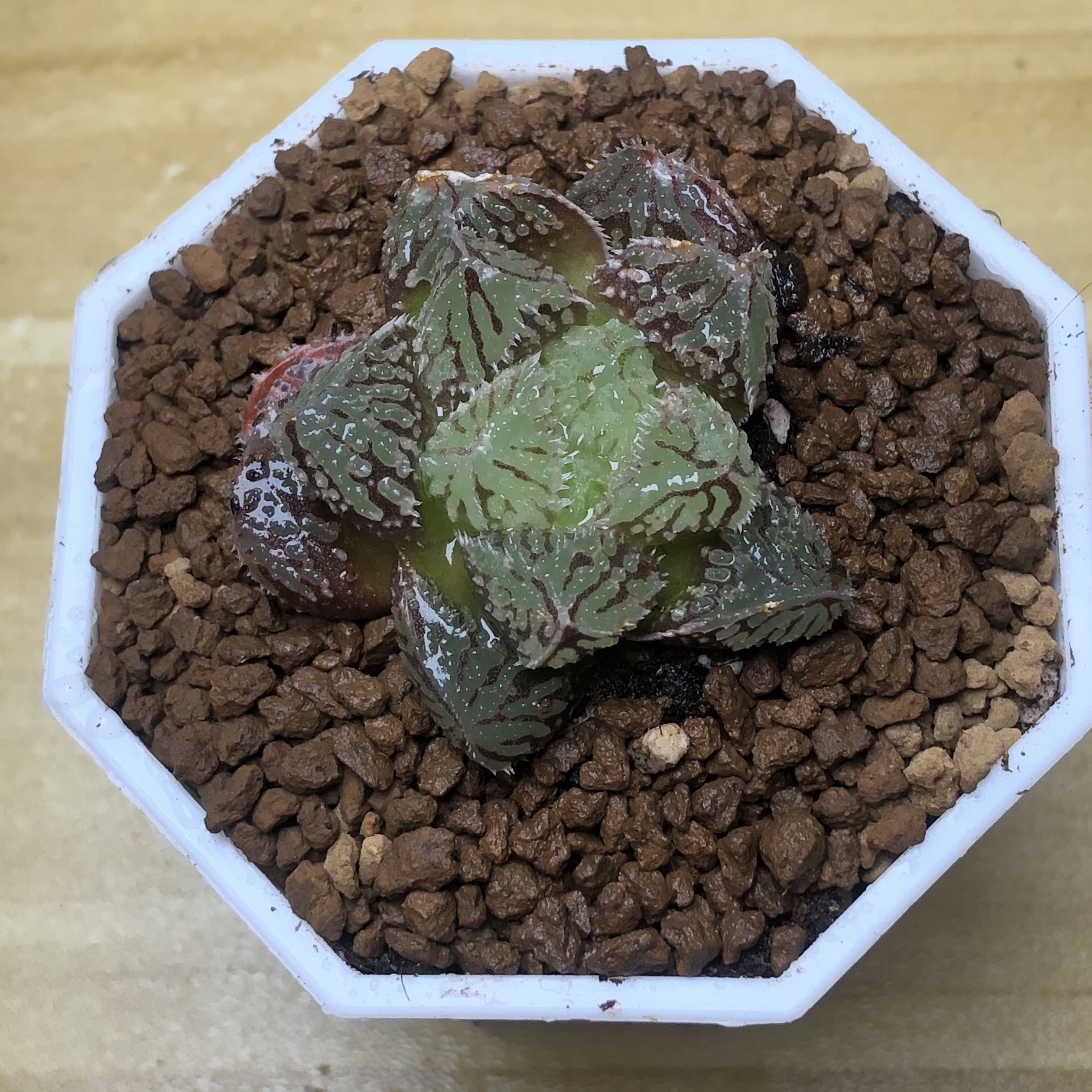 玉露锦价格 玉露锦图片 星期三