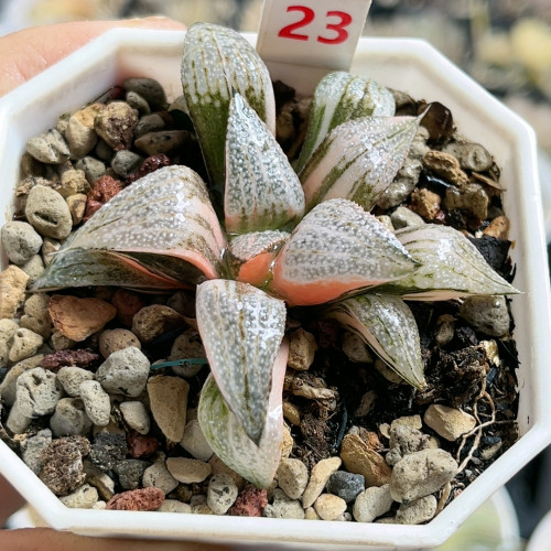 23号特选青蟹锦
