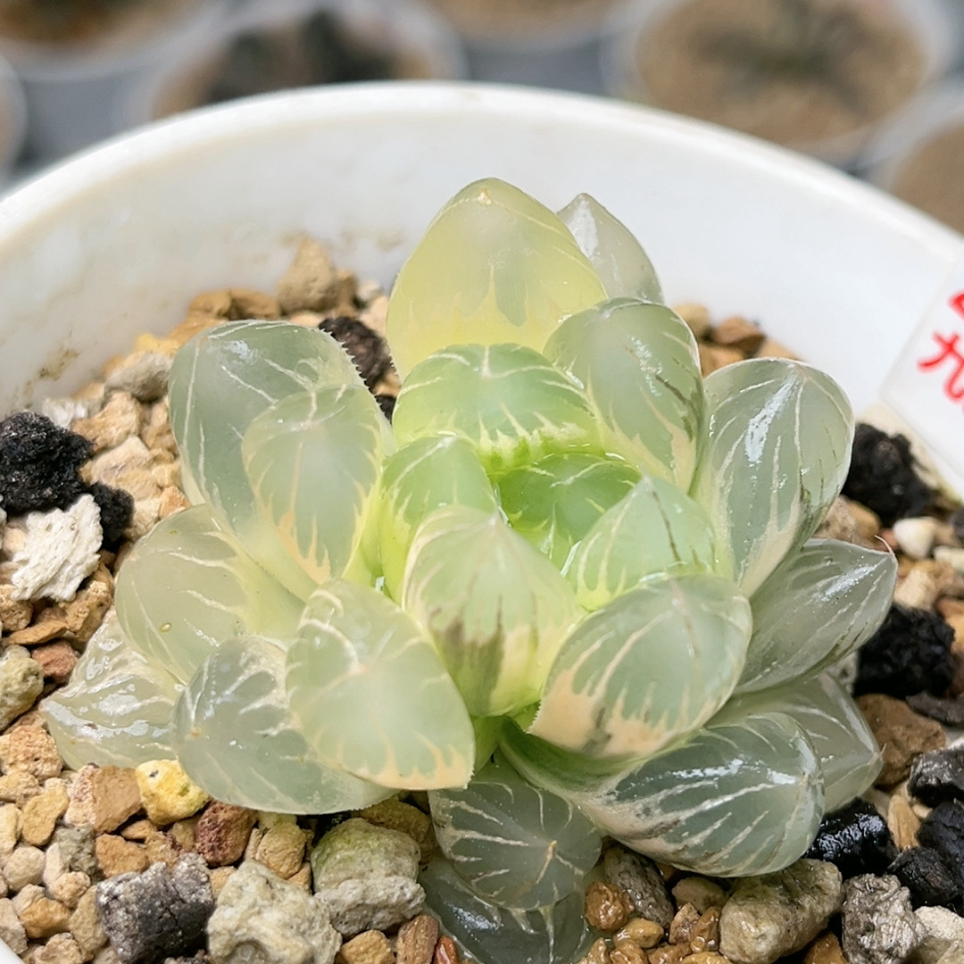 253号糊斑水晶×冰川玉露锦,鲜花速递/花卉仿真/绿植园艺,多肉植物,淘宝优惠券,粉丝福利购,淘宝优惠卷