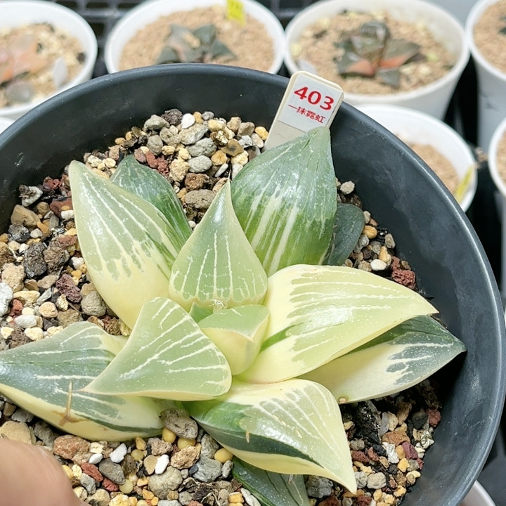 403号实生糊斑寿锦母本