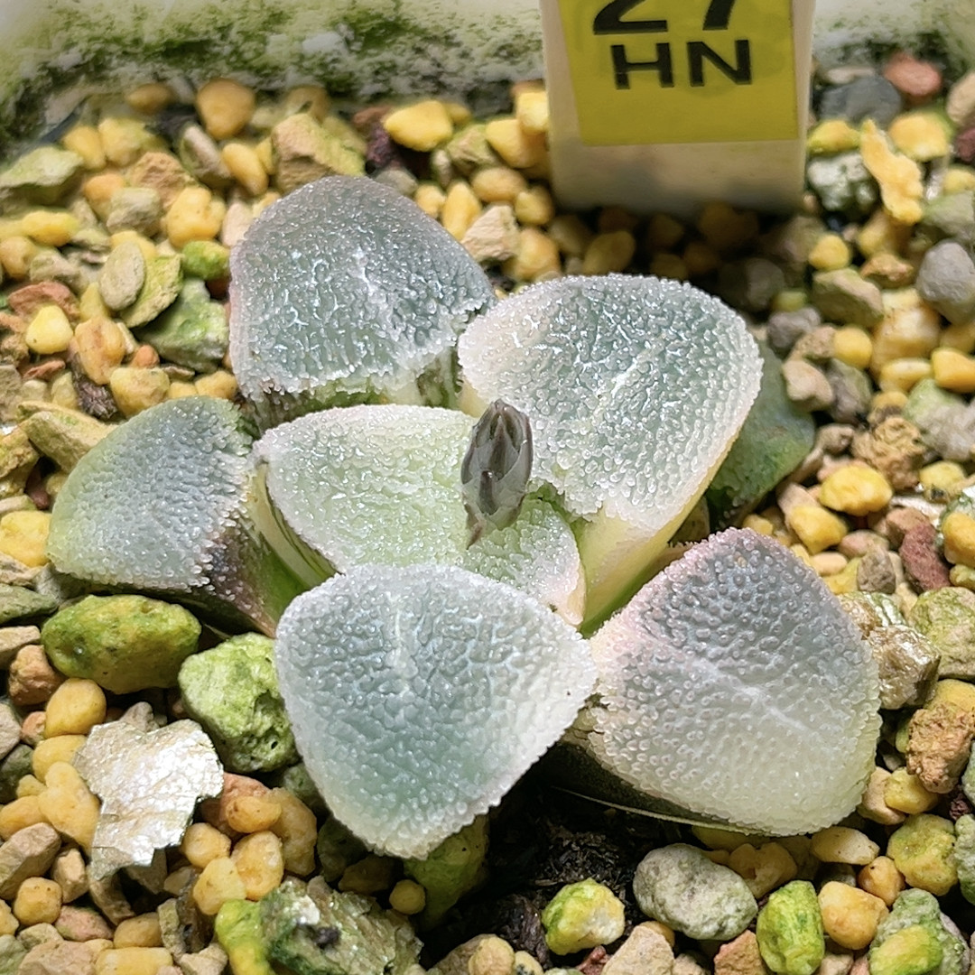 27号冰钻磨面锦,鲜花速递/花卉仿真/绿植园艺,多肉植物,淘宝优惠券,粉丝福利购,淘宝优惠卷