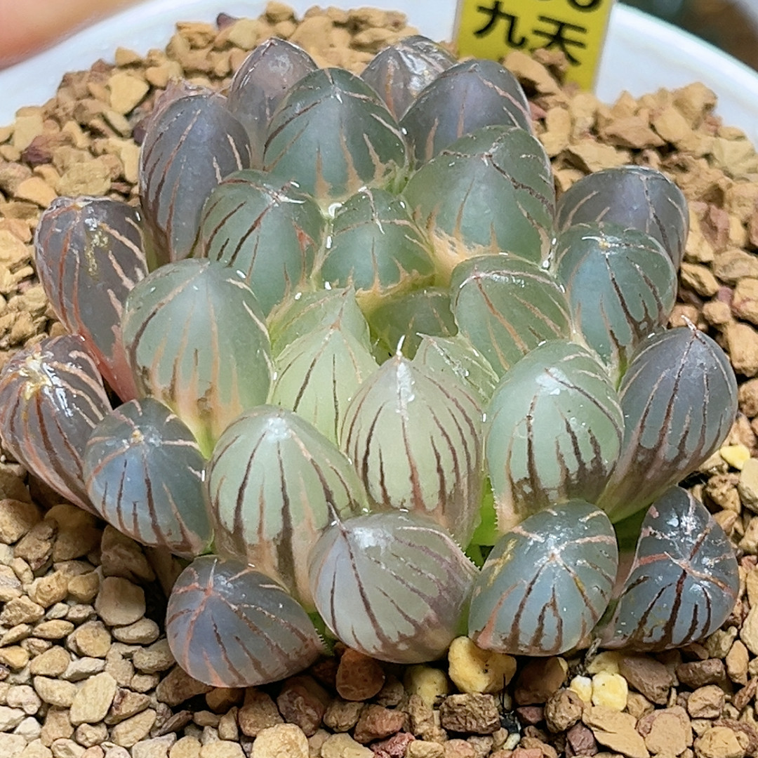 766号糊斑霓虹灯,鲜花速递/花卉仿真/绿植园艺,多肉植物,淘宝优惠券,粉丝福利购,淘宝优惠卷