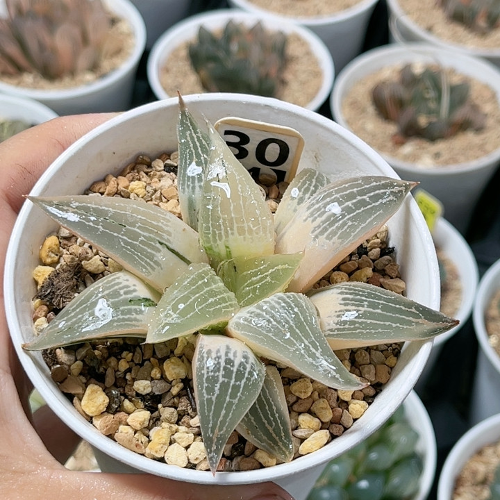 30号实生糊斑寿锦