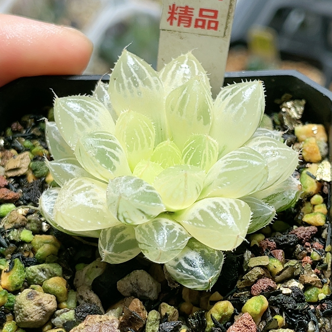 254号糊斑楼兰玉露锦根系没有服盆,鲜花速递/花卉仿真/绿植园艺,多肉植物,淘宝优惠券,粉丝福利购,淘宝优惠卷