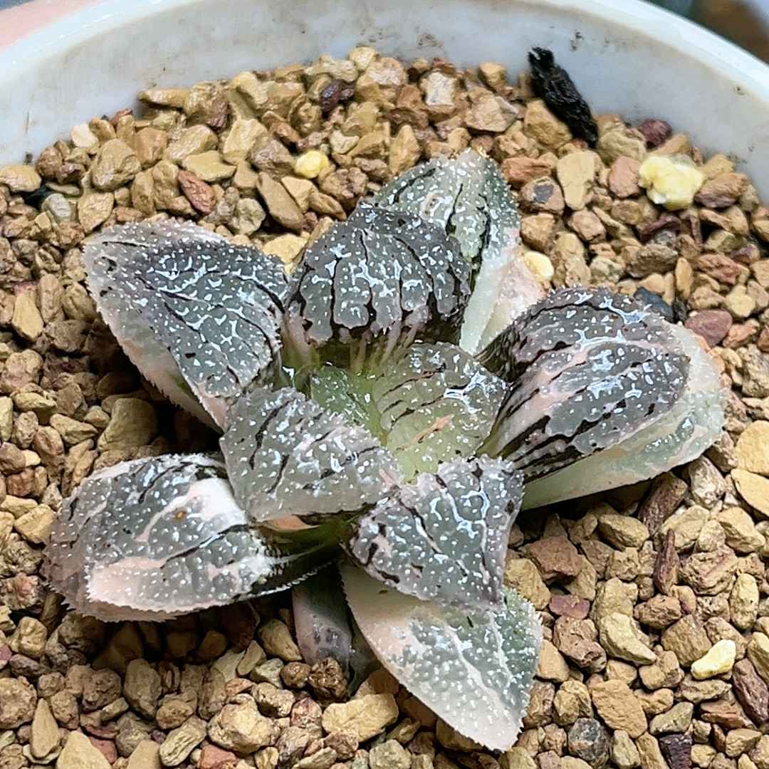 496号聚味城锦,鲜花速递/花卉仿真/绿植园艺,多肉植物,淘宝优惠券,粉丝福利购,淘宝优惠卷