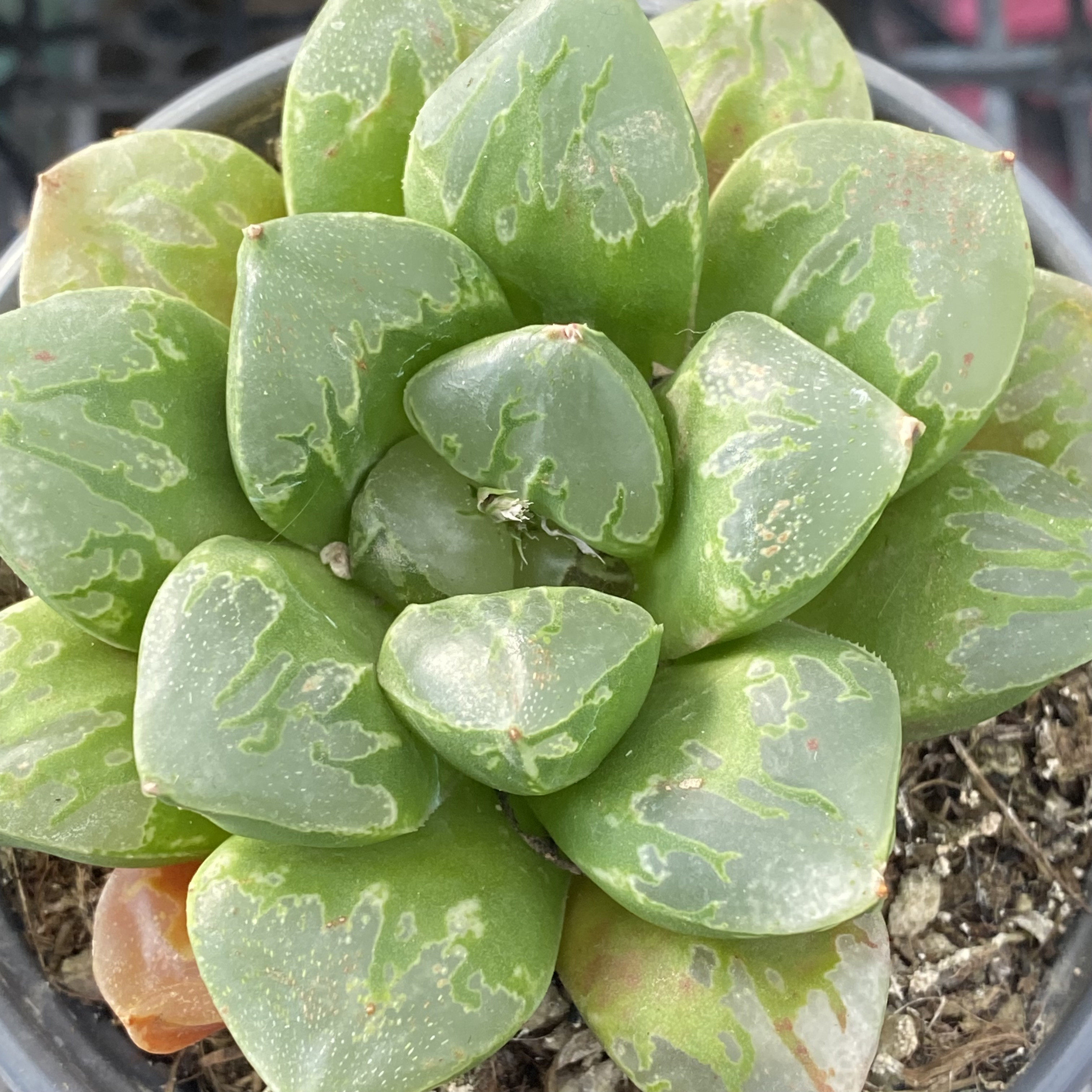 一物一拍绿焰寿皮上窗假面十二卷玉扇多肉植物迷你盆栽满25包邮